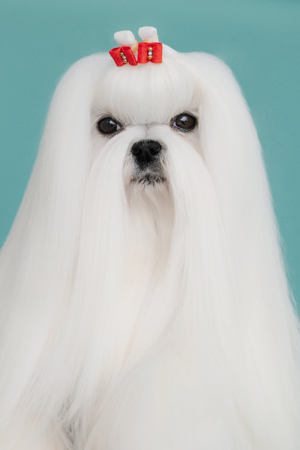 Maltese · Tauro Kennel