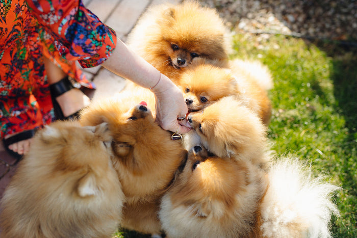 Archived: Working as a dog groomer