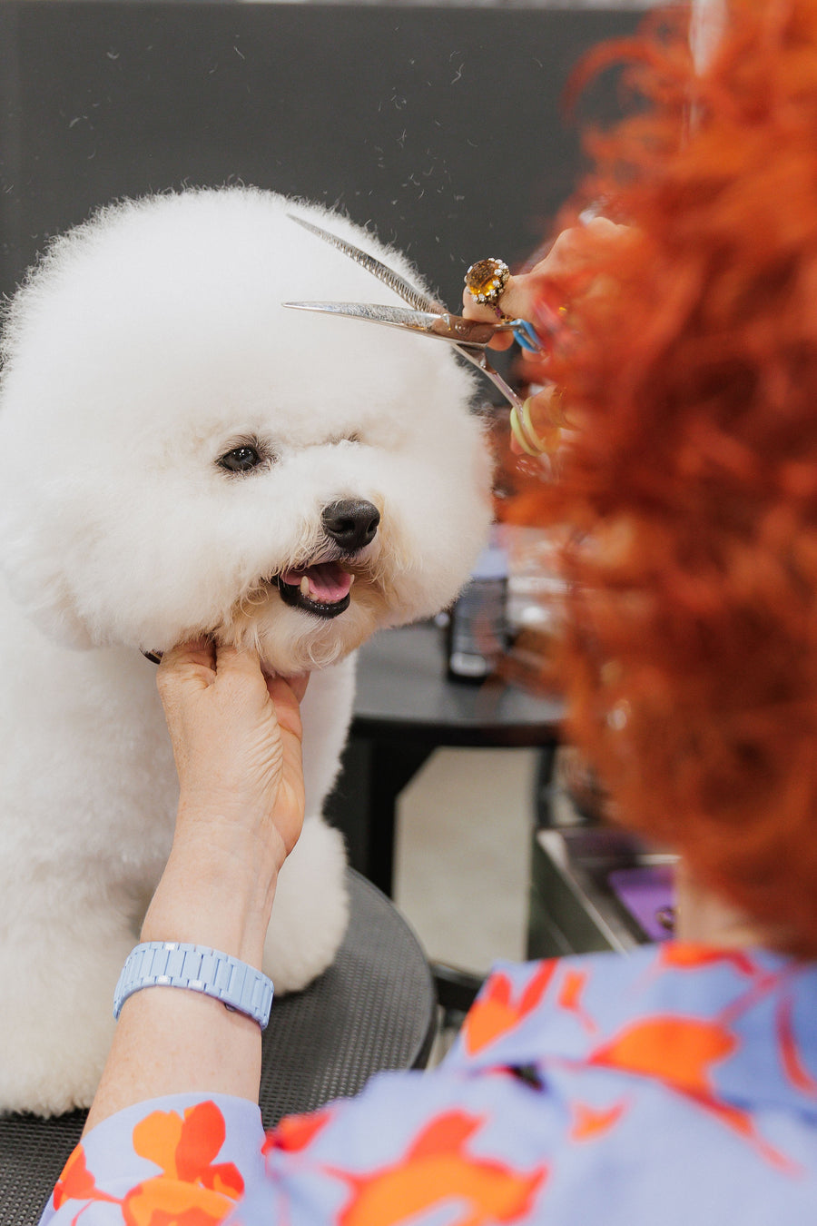 Janita working on a dog’s coat