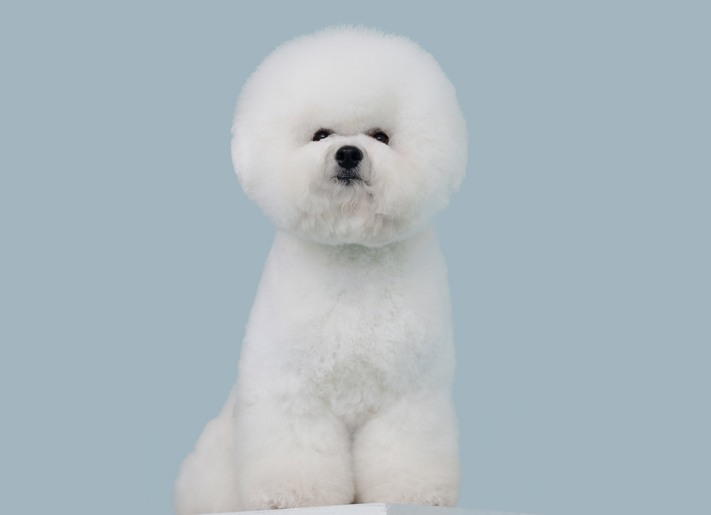 Bichon Frise · Tauro Kennel