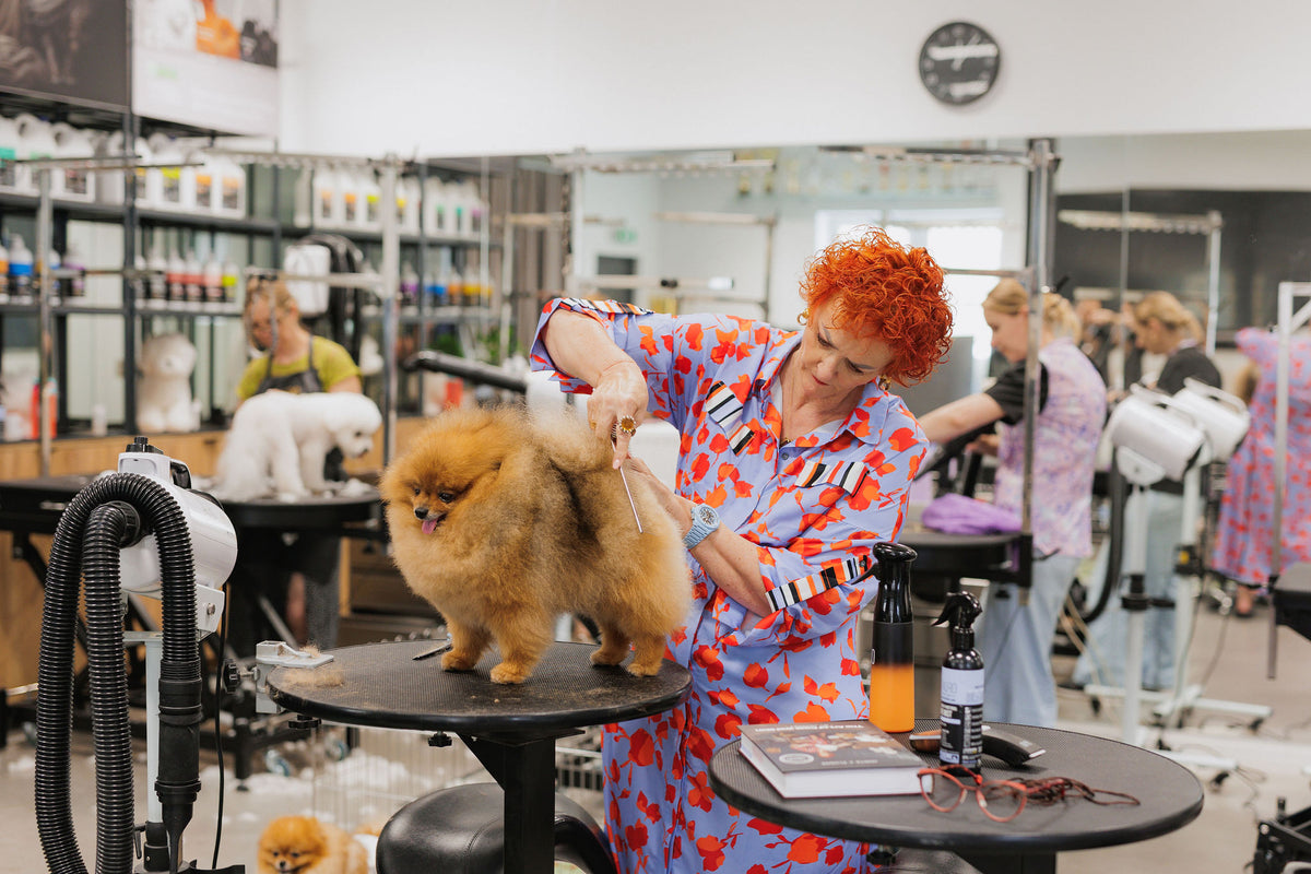 A moment at the show · a Tauro Kennel champion in the ring