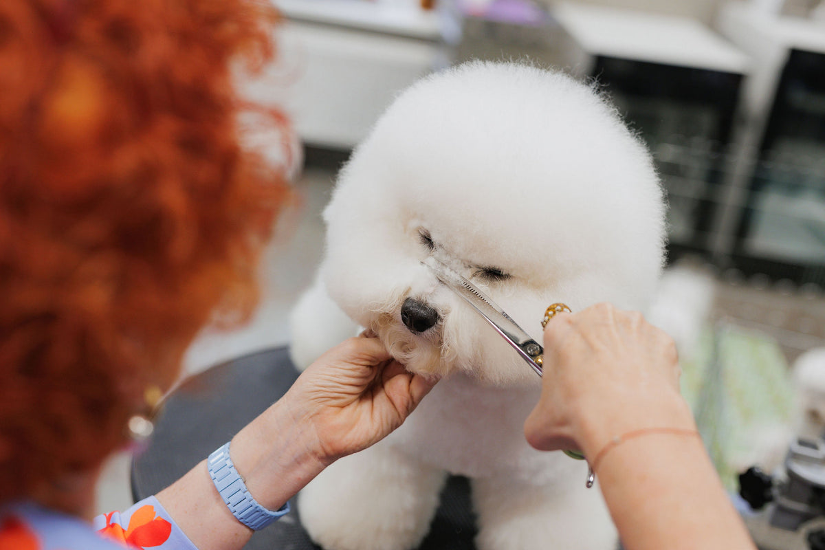 Janita is leading a seminar at Tauro Grooming Academy