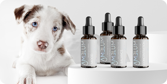 Amelum product